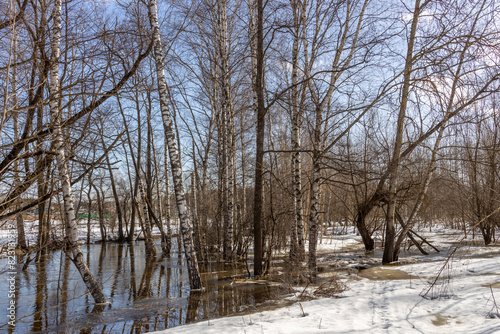  A tranquil winter scene of a flooded forest with leafless birch trees, snow on the ground, and reflections in the water. The forest floor is wet and muddy