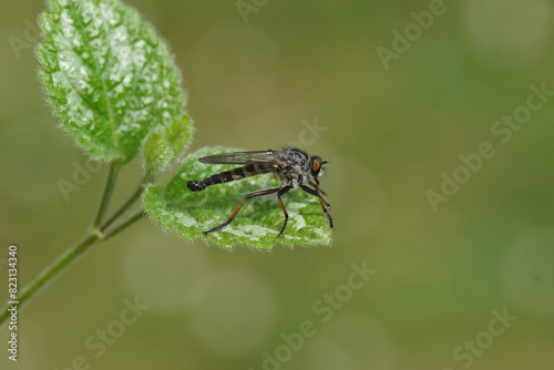 Male Common Awl Robberfly (Neoitamus cyanurus), family stiletto flies Asilidae. Leaves of Yellow Archangel (Lamiastrum galeobdolon argentatum). Netherlands, Spring, May