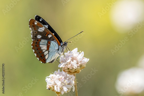 Sylvain azuré (Limenitis reducta) on a wildflower in the garrigue 