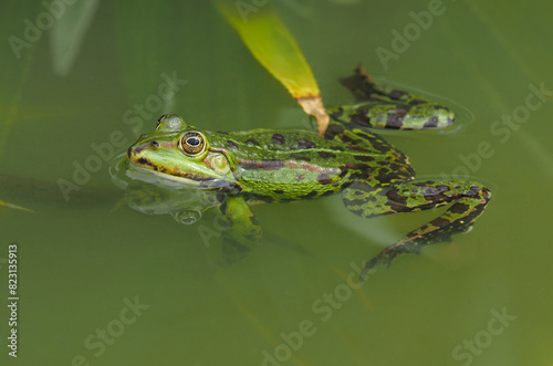 Schwimmender grüner männlicher Frosch im Tümpel