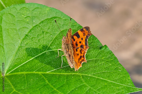 Thistle, or thistle, or thistle, or Vanessa cardui macro photo. Beautiful butterfly.