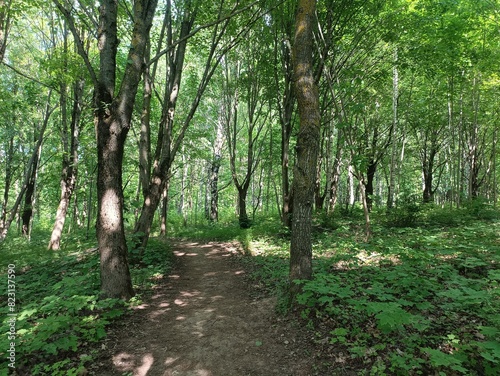 Talsa park during sunny summer day. Oak and birch tree woodland. Sunny day with white and gray clouds in sky. Bushes and small are growing in woods. Nature. Talsos parkas. photo