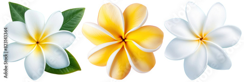 Frangipani png on transparent background