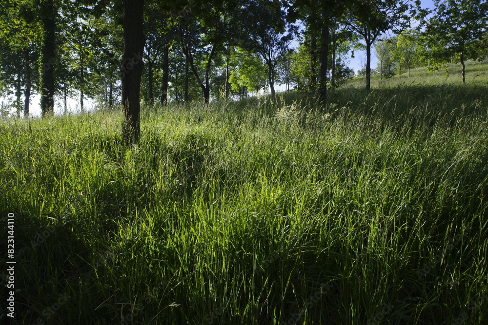 Vegetation in an urban park close to Bilbao Vegetation in an urban park close to Bilbao