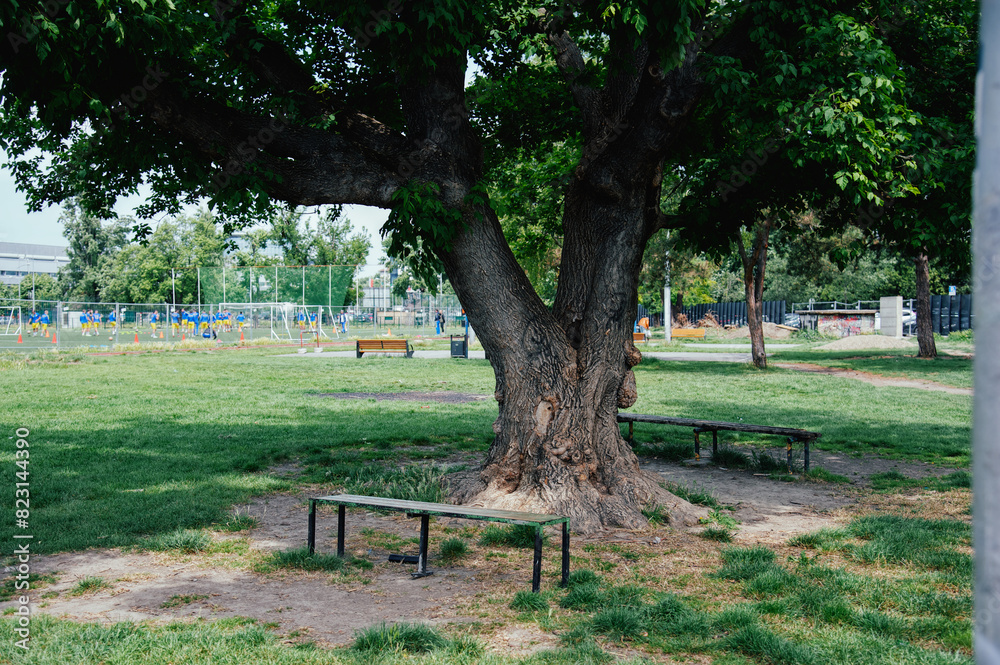 majestic oak tree with benches around majestic oak tree with benches around
