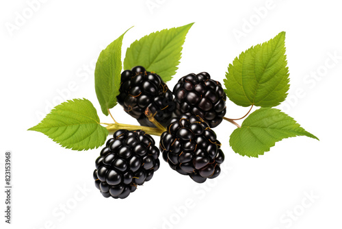 Midnight Berries Dance on a Blank Canvas on Transparent PNG Background.