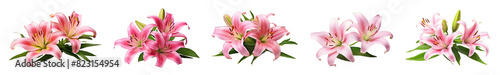 Lily Flower png element set on transparent background