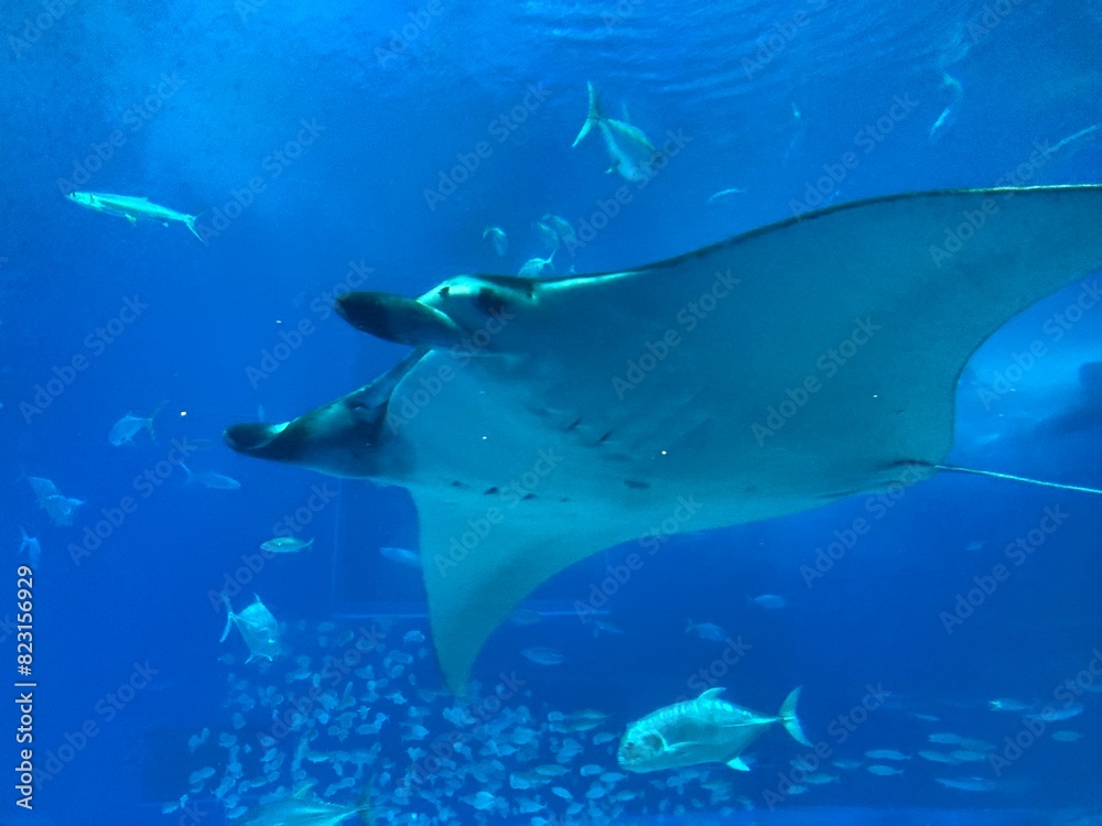 Naklejka premium 水族館の水槽のマンタ