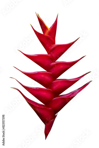 Heliconia caribaea purpurea flower isolated on white background for tropical plant and design cut out concept