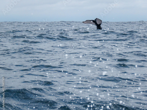humpback whale in the sea © Hanlu