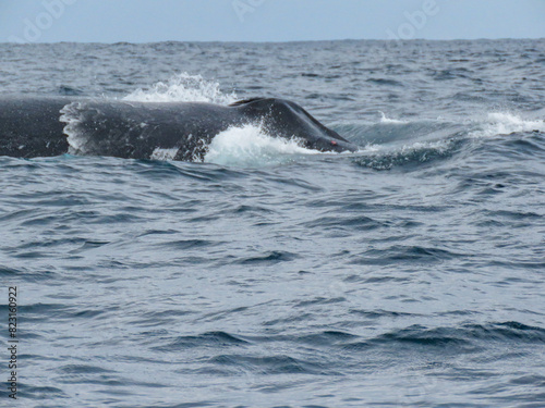 humpback tail © Hanlu