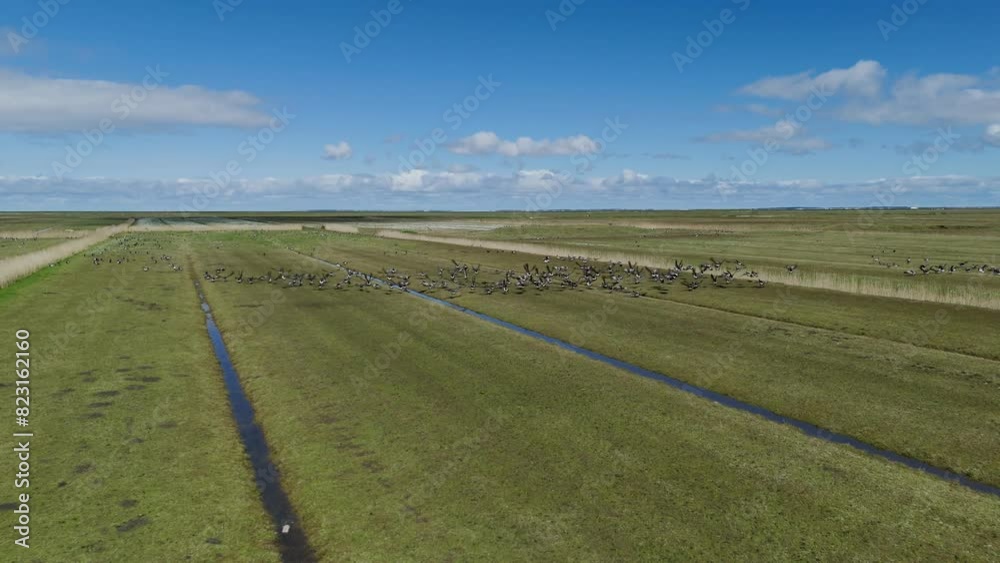 Aerial Encounter: Wader Bird Flying Past Drone Camera at Wadden Sea in Friesland, Netherlands Aerial Encounter: Wader Bird Flying Past Drone Camera at Wadden Sea in Friesland, Netherlands