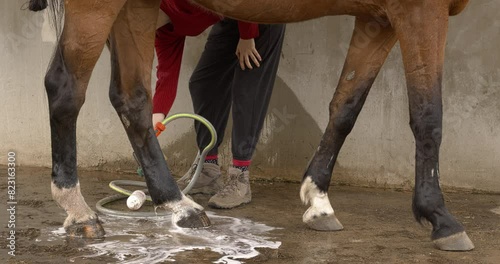 A young woman rinses off  antibacterial soap from her horse's leg. Mud fever in horses treatment concept.  photo