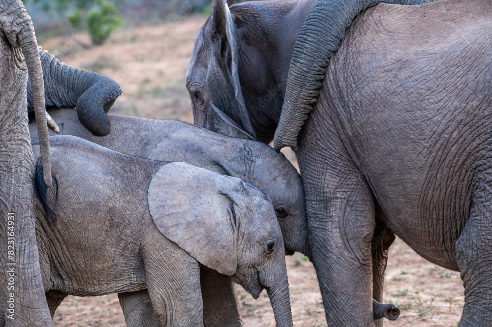 African elephant - mother and baby in the wild - Addo Elephant Park African elephant - mother and baby in the wild - Addo Elephant Park