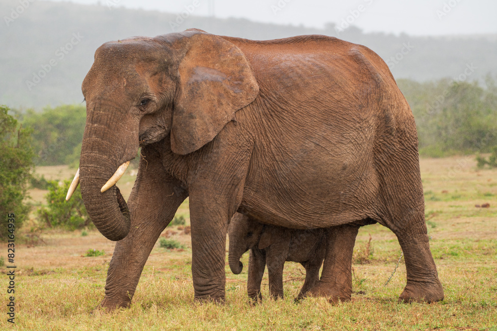 African elephant - mother and baby in the wild - Addo Elephant Park African elephant - mother and baby in the wild - Addo Elephant Park
