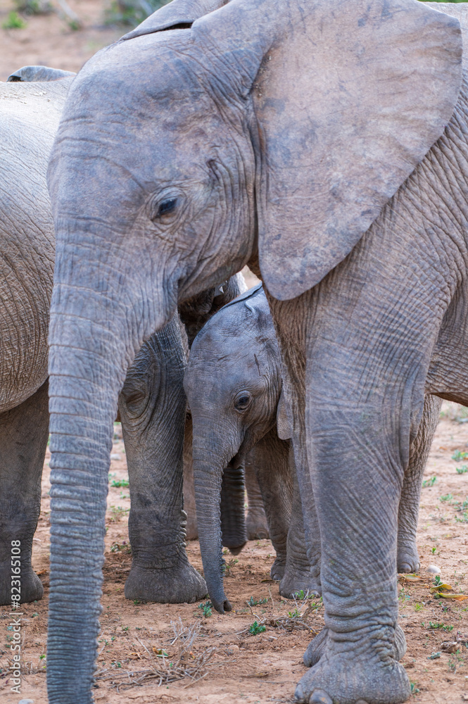 African elephant - mother and baby in the wild - Addo Elephant Park African elephant - mother and baby in the wild - Addo Elephant Park