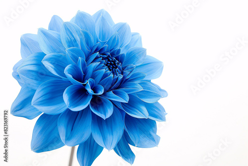 Close up of blue dahlia flower isolated on white background