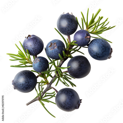 juniper berry on transparent png background