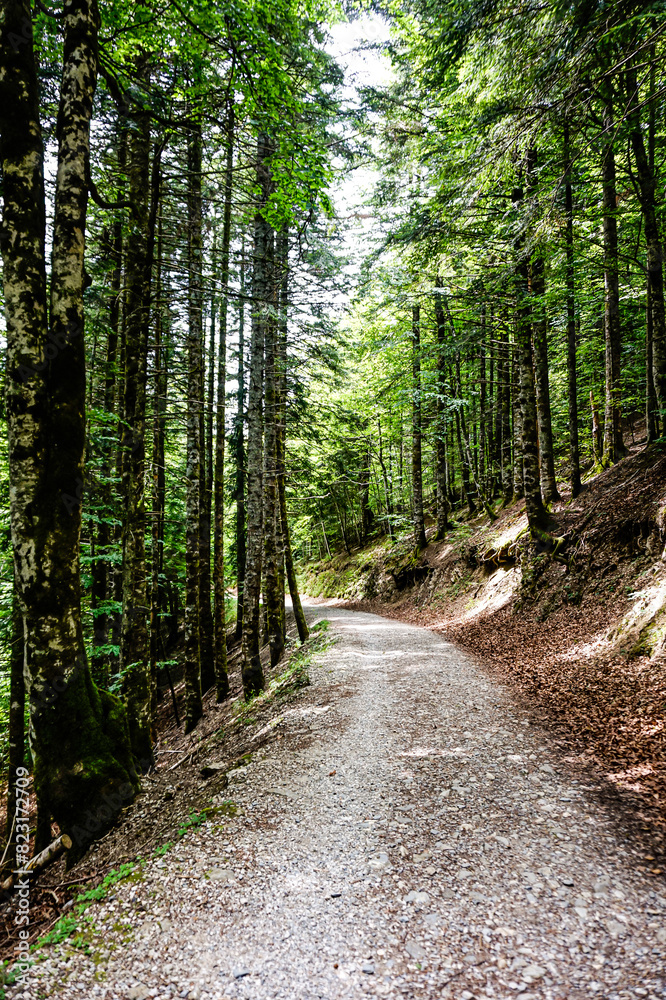 Path in the middle of a forest in northern Spain Path in the middle of a forest in northern Spain