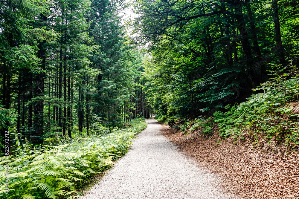 Obraz premium Path in the middle of a forest in northern Spain