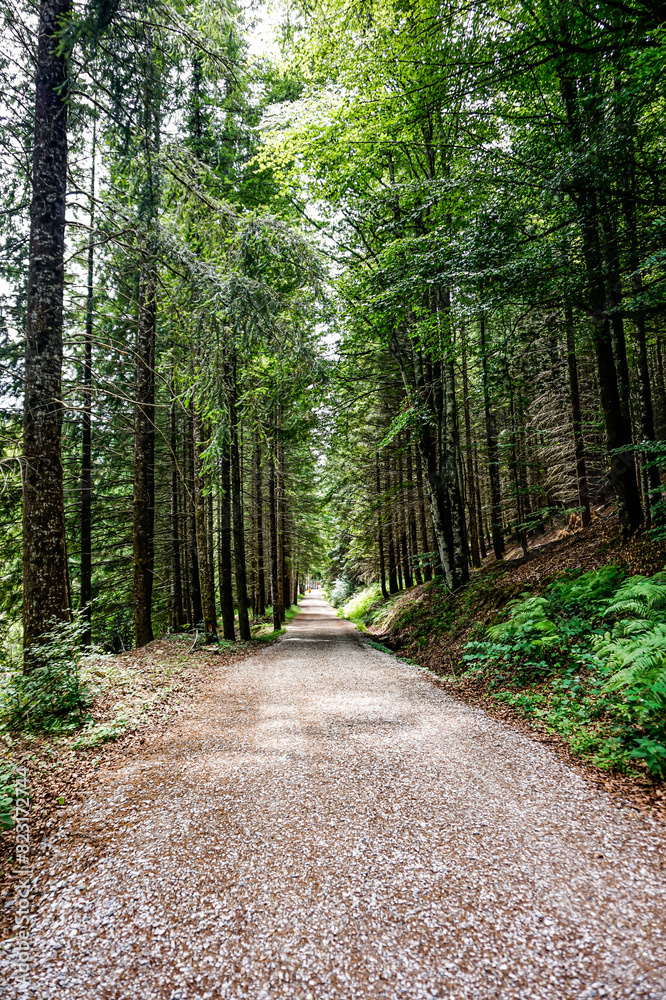 Fototapeta premium Path in the middle of a forest in northern Spain