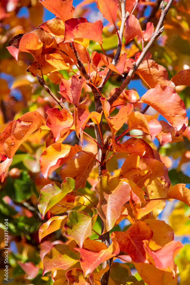 Fototapeta premium Autumn leaves ready to fall