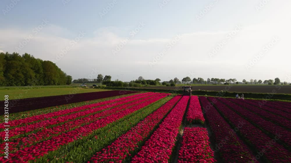 Red color tulips grow in perfect lines, aerial drone view