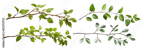 Wallpaper Mural Branch Plant png element set on transparent background Torontodigital.ca
