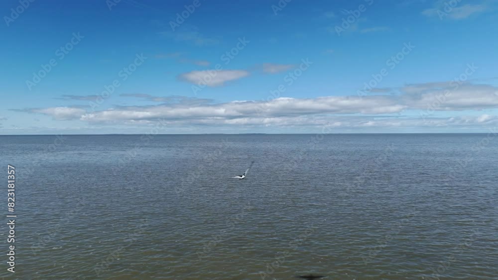 Aerial Encounter: Wader Bird Flying Past Drone Camera at Wadden Sea in Friesland, Netherlands Aerial Encounter: Wader Bird Flying Past Drone Camera at Wadden Sea in Friesland, Netherlands