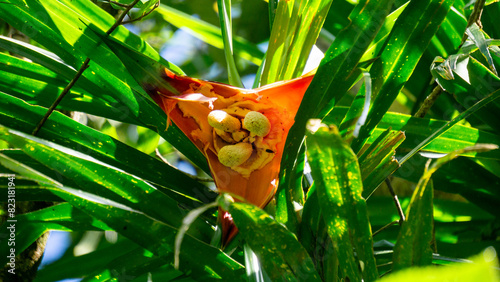 Benstonea kurzii (pandan sili, Srengseng, Pandanus caricosus, Pandanus kurzii). Benstonea kurzii is the name of a plant similar to pandan, which has a limited distribution (endemic) in Java photo