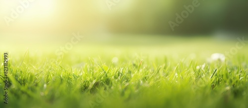 Fresh Spring Meadow with Sunlight Background