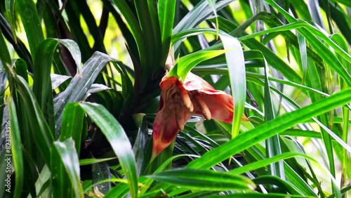 Benstonea kurzii (pandan sili, Srengseng, Pandanus caricosus, Pandanus kurzii). Benstonea kurzii is the name of a plant similar to pandan, which has a limited distribution (endemic) in Java photo