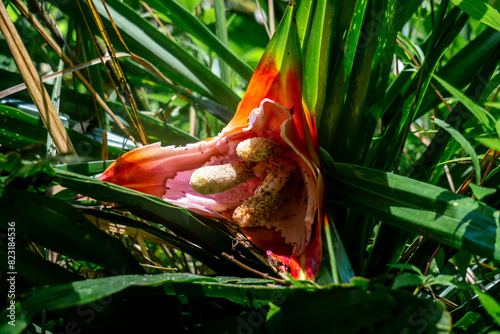 Benstonea kurzii (pandan sili, Srengseng, Pandanus caricosus, Pandanus kurzii). Benstonea kurzii is the name of a plant similar to pandan, which has a limited distribution (endemic) in Java photo