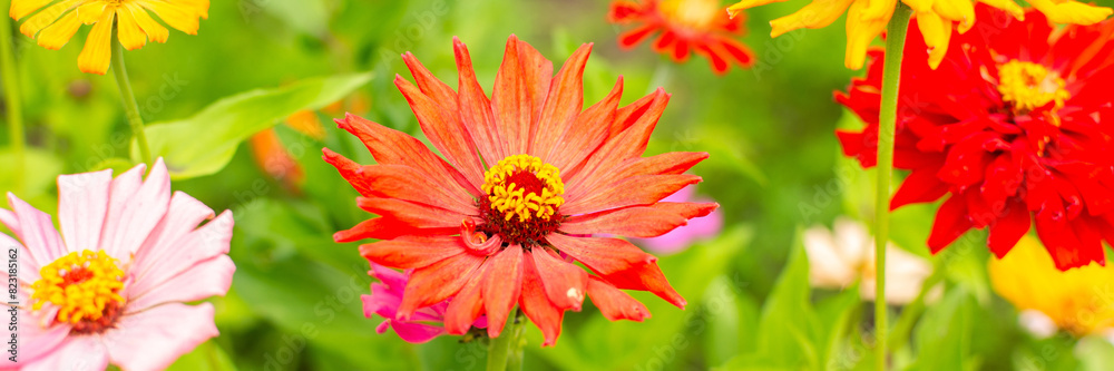 Colorful zinnia flowers in the garden, summer garden with flowers Colorful zinnia flowers in the garden, summer garden with flowers