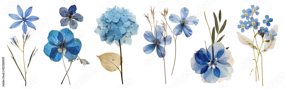 Real pressed blue flowers png element set on transparent background Real pressed blue flowers png element set on transparent background