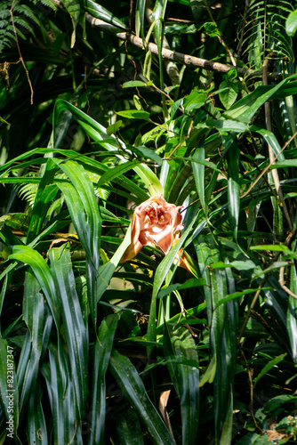 Benstonea kurzii (pandan sili, Srengseng, Pandanus caricosus, Pandanus kurzii). Benstonea kurzii is the name of a plant similar to pandan, which has a limited distribution (endemic) in Java photo