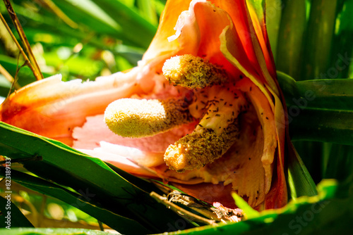 Benstonea kurzii (pandan sili, Srengseng, Pandanus caricosus, Pandanus kurzii). Benstonea kurzii is the name of a plant similar to pandan, which has a limited distribution (endemic) in Java photo