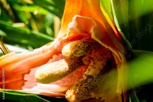 Benstonea kurzii (pandan sili, Srengseng, Pandanus caricosus, Pandanus kurzii). Benstonea kurzii is the name of a plant similar to pandan, which has a limited distribution (endemic) in Java photo