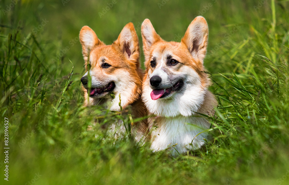 two dogs in the grass breed Welsh Corgi Pembroke two dogs in the grass breed Welsh Corgi Pembroke