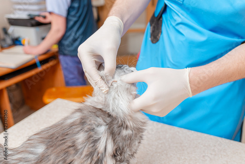 At the veterinary clinic, the veterinarian examines the ears of a purebred kitten.