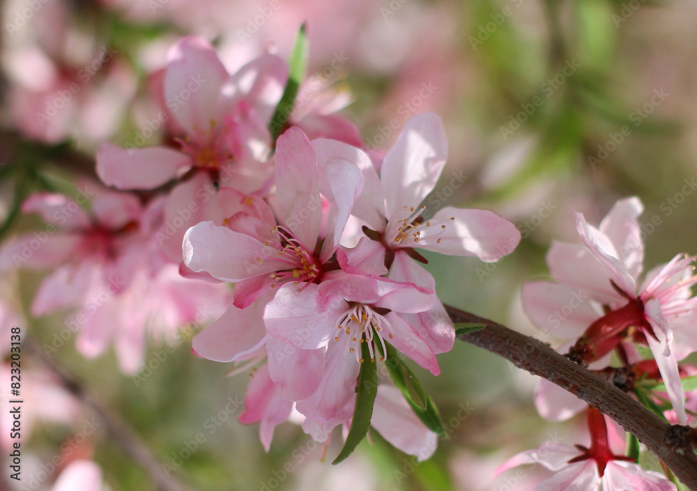 Pink flowering branch of shrub in spring close-up Pink flowering branch of shrub in spring close-up