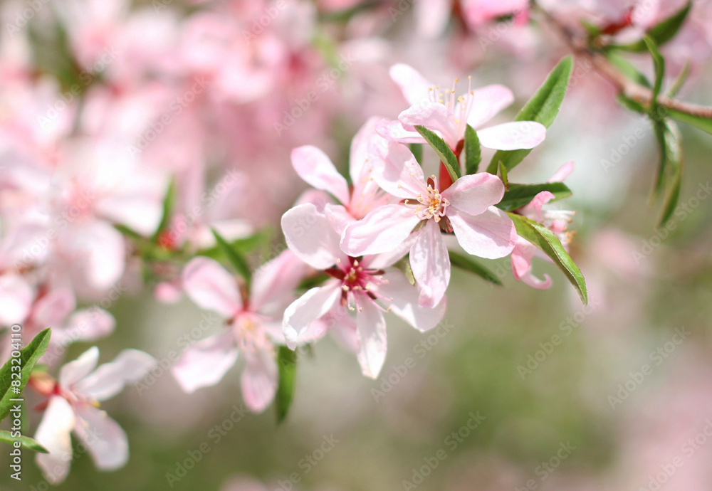 Pink flowering branch of shrub in spring close-up
