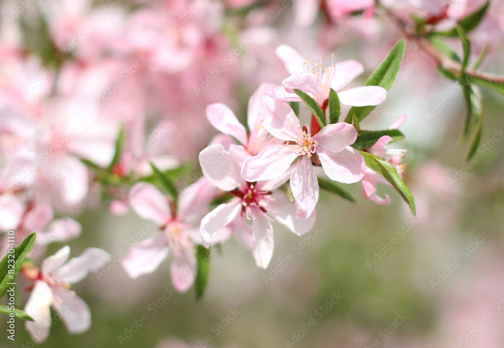 Pink flowering branch of shrub in spring close-up Pink flowering branch of shrub in spring close-up