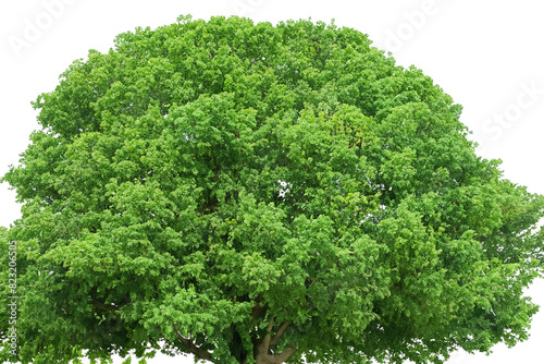 Tree with trunk and green leaves isolated on a white background. Green wide tree cut out. Tree isolated from the background. PNG format.