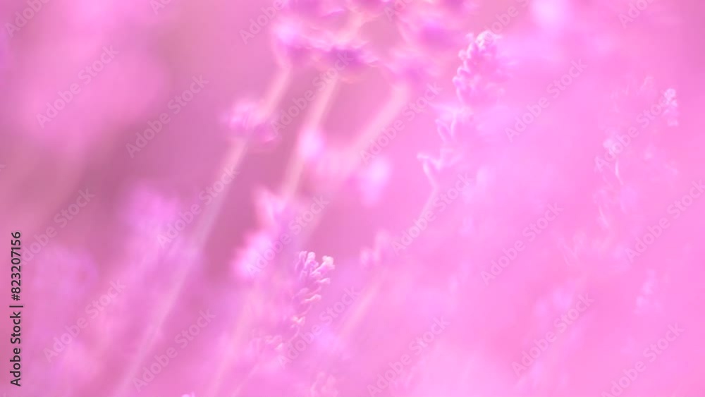 Lavender fields with fragrant purple flowers bloom at sunset. Lush lavender bushes in endless rows. Organic Lavender Oil Production in Europe. Garden aromatherapy. Slow motion, close up Lavender fields with fragrant purple flowers bloom at sunset. Lush lavender bushes in endless rows. Organic Lavender Oil Production in Europe. Garden aromatherapy. Slow motion, close up