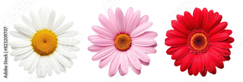 Flower blossom png element set on transparent background