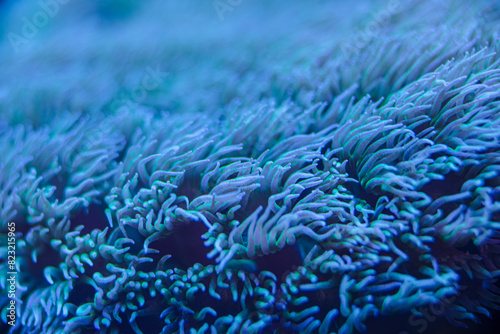 sea coral Euphyllia macro photo, selective focus photo