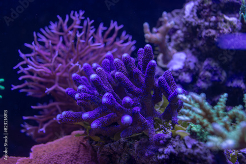 Fototapeta Naklejka Na Ścianę i Meble -  beautiful sea reef, colony of SPS corals