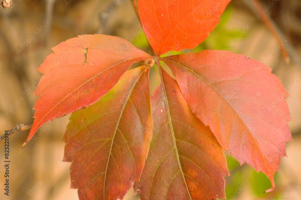 The seasonal coloring of leaves from green to red. The seasonal coloring of leaves from green to red.