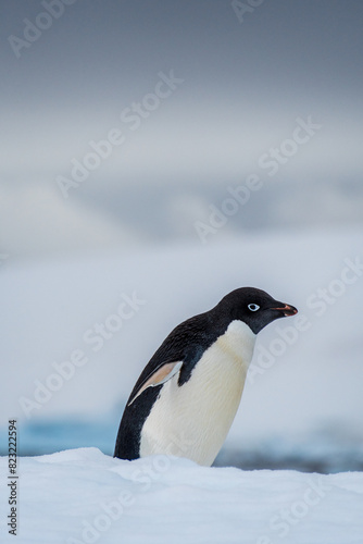 Close-up of an Adelie Penguin - Pygoscelis adeliae- standing on an iceberg  near the fish islands  on the Antarctic Peninsula